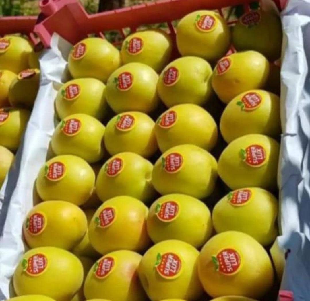 پیک رایگان به سراسر تهران